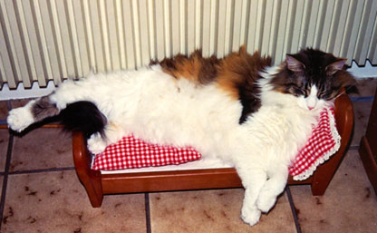Alruna im Juli 2011