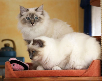 Elsa und El Ninjo