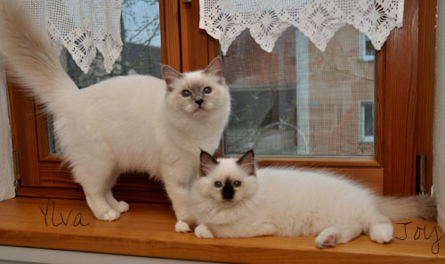 Ylva und Joy