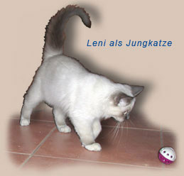 Leni als Jungkatze